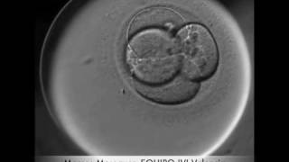 Embryo Development video [upl. by Asssilem997]