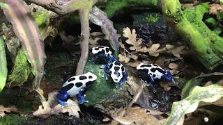 Dendrobates tinctorius Oyapock [upl. by Kella]