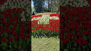 Fête de la Tulipe Morges  switzerland morges tulips flowers reels festival nature [upl. by Chuah]