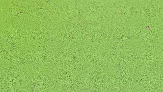 Duck Weed Farming For Grass Carp Fish Farming ll Duckweed  Fish Farming [upl. by Ahsad]