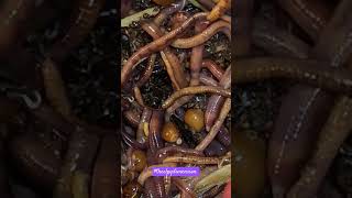 How Bout Some Worm ASMR 😉 asmrvideo wormfarm theelpydimension worms wormasmr [upl. by Olivia]