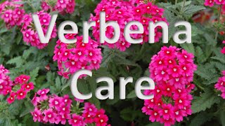 Verbena Care [upl. by Akkire]