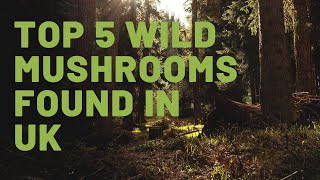 Top 5 Wild Mushrooms found in the UK in 5 minutes  Foraging for food in Britain Wild Edibles [upl. by Nevet]