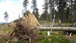 Karl Jirosch Gedächtnislauf im Künischen Gebirge am 19052013 [upl. by Haliehs]