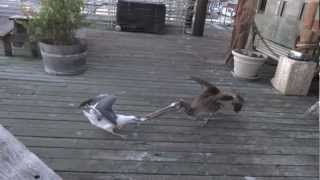 Pelican vs Seagull  Fish Battle [upl. by Annaya]