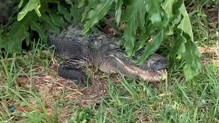 Imagine finding an alligator hiding in your backyard 😱🐊 [upl. by Yvor]