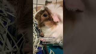 What is an Abyssinian Guinea Pig [upl. by Pope]