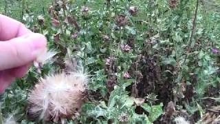 Milk thistle Silybum marianum plant and seeds in mid August [upl. by Lajes512]