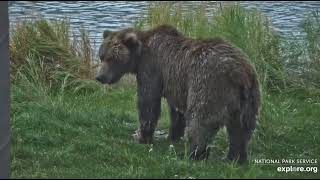 Bear 306 Gets a Fish Magpie Gets the Leftovers RW 9232024 exploreorg [upl. by Lise885]