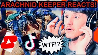 TARANTULA KEEPER REACTS TikTok’s amp Shorts [upl. by Docilla]