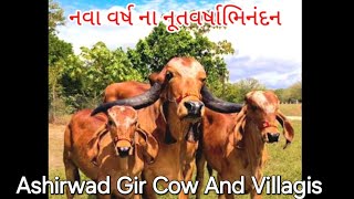 નવા વર્ષ ના નૂતવર્ષાભિનંદન  Happy new year  best gir cow in gujarat  gir bull in gujarat [upl. by Asyl817]