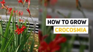 Crocosmia Growing Guide Montbretia by GardenersHQ [upl. by Ehudd]