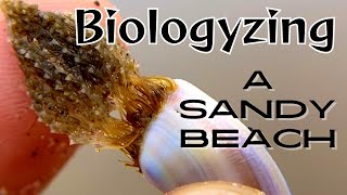 Biologyzing a Sandy Beach [upl. by Peednas]