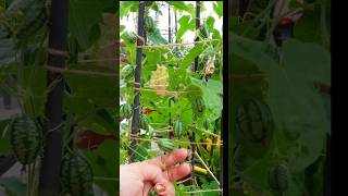 Cucamelon Harvesting 🫒 cucamelon satisfying harvesting shorts [upl. by Largent]