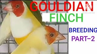 GOULDIAN FINCH BREEDING PART2 [upl. by Harvie]