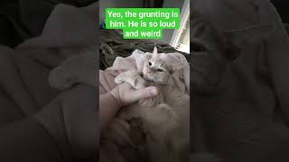 🐈 Weirdest Kitten NoisesPurring  Mr Shine [upl. by Adnocahs]