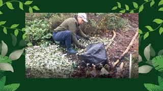 Tuin onderhoud  haag snoeien takken versnipperen mulch [upl. by Hoopes]