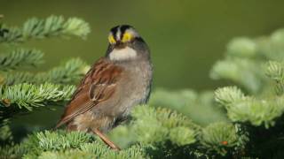 Whitethroated Sparrow Whistler of the North [upl. by Atnuahsal525]