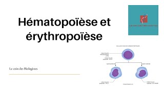 Hématopoïèse et érythropoïèse [upl. by Hedvige]