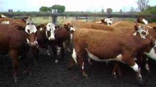 52 Hereford Simmental Shorthorn X Heifers [upl. by O'Meara]