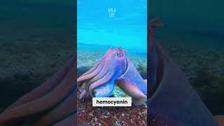 Cuttlefish Have Blue Blood shorts science [upl. by Jewelle]