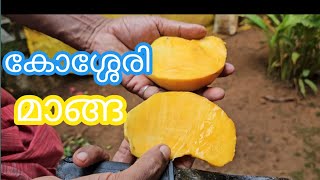 കോശ്ശേരി മാങ്ങ റിവ്യൂkosseri mango [upl. by Adierf300]