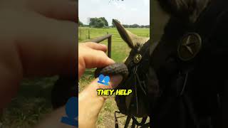 Surprising Trick to Calm Horses Ever Heard of These Earplugs [upl. by Frendel120]