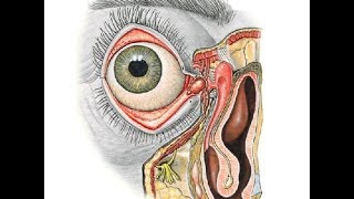 lacrimal apparatus DR SAMEH GHAZY [upl. by Lizned]