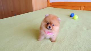 Female Pomeranian Puppy for Sale [upl. by Aizahs447]