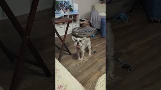 Shes still at it schnoodlelove princesszoey schnoodle dogdad dog dogtalk doglife energizer [upl. by Eitsirk574]