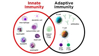 Introduction to Innate Immunity [upl. by Mraz]