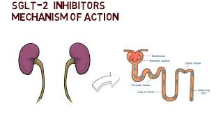 SGLT2 Inhibitors  Mechanism of Action [upl. by Payne]