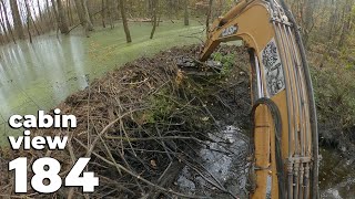 A Large Dam In The Middle Of The Forest  Beaver Dam Removal With Excavator No184  Cabin View [upl. by Ateval]