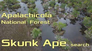 Tates Hell Apalachicola National Forest [upl. by Zorine]