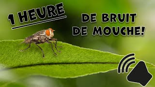 ASMR  1 heure de bruit de mouche  🪰 [upl. by Candide352]