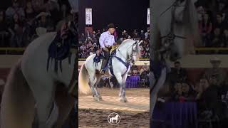 Caballo bailador AQUILES Jinete DANIEL TORRES [upl. by Askwith]