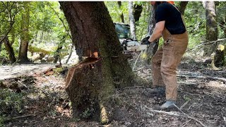 Felling a Leaning Tree to Make a Fat Sack of Firewood [upl. by Alain]