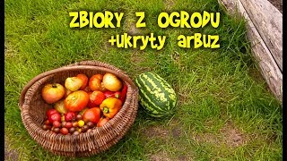 Zbiory z ogrodu Honda Dziunia i ukryty arbuz  Wiejskie Inspiracje [upl. by Nylqcaj219]