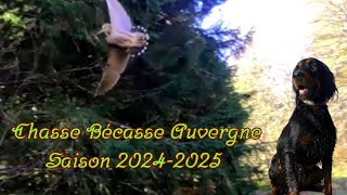 Chasse Bécasse Auvergne saison 2024  2025 [upl. by Akiehsal]