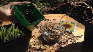 Grow Bird Seed for Free Flowers [upl. by Eehc]