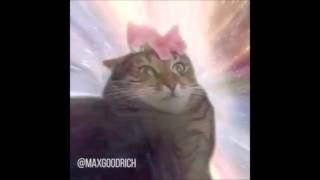 Cat Transcendence  Brazilian meme edition [upl. by Heilner]