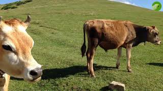 BEAUTIFUL COW VIDEO  COWS GRAZING amp MOOING  Cow Video [upl. by Veejar204]