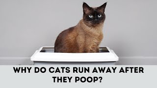 Why Do Cats Run Away After They Poop cats funnycats catlover [upl. by Mahon96]