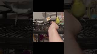 Fight Rocky VS Rex Street Fighter 2 style funnyanimals streetfighter parrot fight [upl. by Broek]