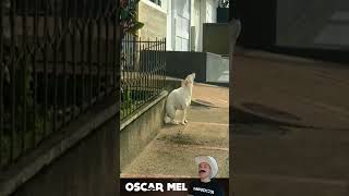 Perro aprovecho la distracción de la gente para comer los pasteles en plena boda [upl. by Pulchi]