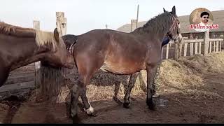 The best horse video of panjab Pakistan  Horse Mittng 2024 [upl. by Fai453]