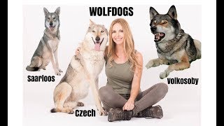 WOLFDOGS  WHICH ONE IS BEST  Czechoslovakian Wolfdog Saarloos Volkosoby [upl. by Bonis]