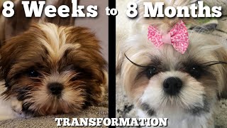 Watch Our Puppy Grow Shih Tzu Transformation [upl. by Baptist]