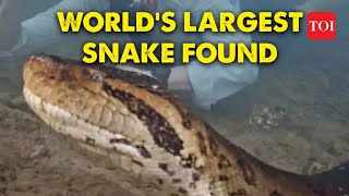 Biggest Anaconda with Scary Head of Same size as Humans Found  Worlds Biggest Snake Caught on Cam [upl. by Ebony295]