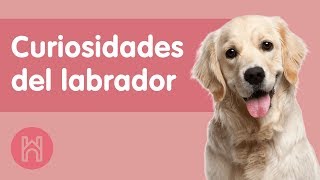 7 Lindas Curiosidades del Labrador Retriever 2021 [upl. by Bevan]